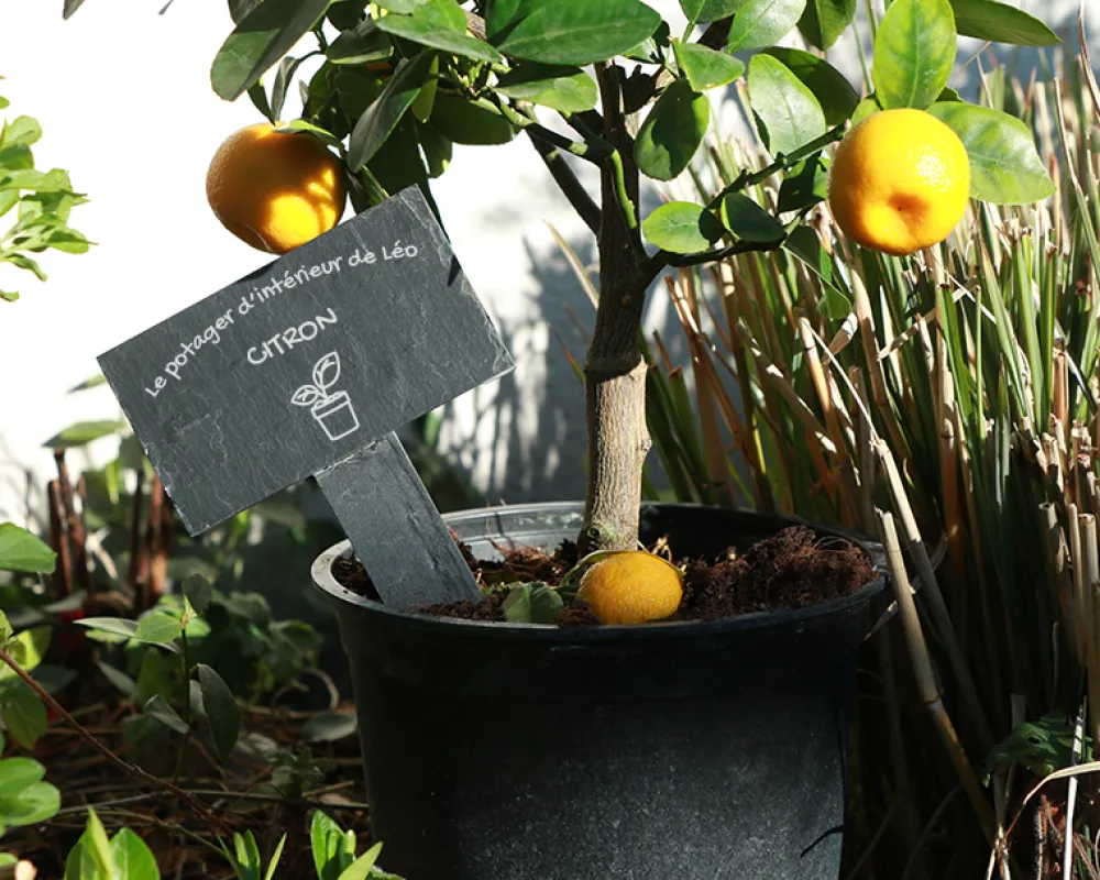 Mini-ardoise pour plante personnalisable - Potager|Cadeaux.com Hot